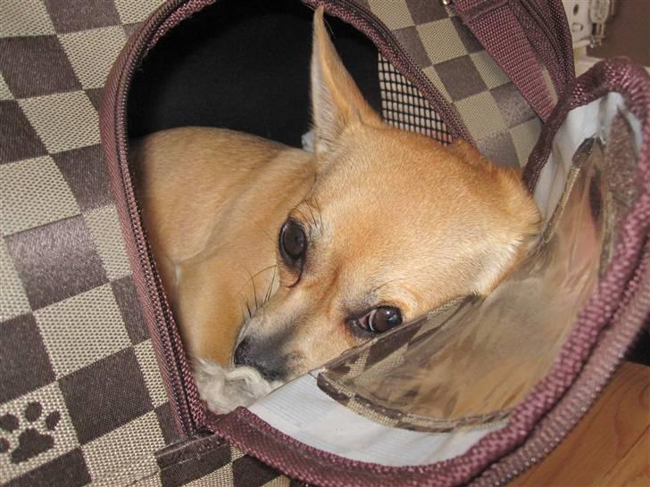 Chihuahua Kaya billede 4