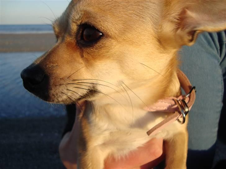 Chihuahua Kaya billede 5