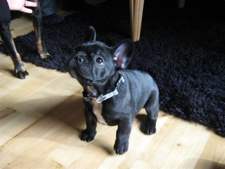 Fransk bulldog Geluna Von Hempel Klinton - Ja ja ved sgu da godt det er mig du snakker til!!! ;) billede 7