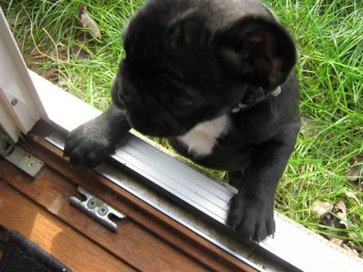 Fransk bulldog Geluna Von Hempel Klinton - Hallo - hjælp mig da op, jeg kan jo ligesom ikke selv! billede 8