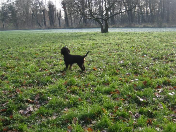 Cavalier king charles spaniel Coco - Coco i hundeskov i dag. Hun nød det billede 6