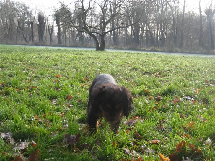 Cavalier king charles spaniel Coco billede 7
