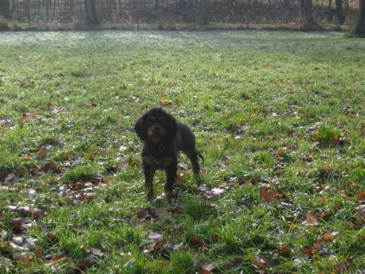 Cavalier king charles spaniel Coco billede 8