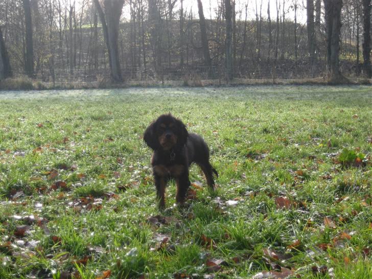 Cavalier king charles spaniel Coco - Det er bare sagen. Hun var møg beskidt og måtte i bad bagefter billede 9