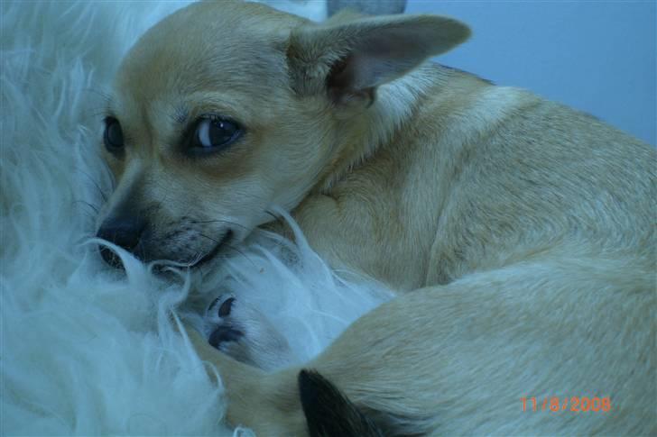 Chihuahua Kaya billede 6