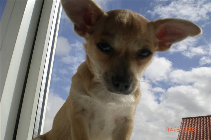 Chihuahua Kaya billede 7