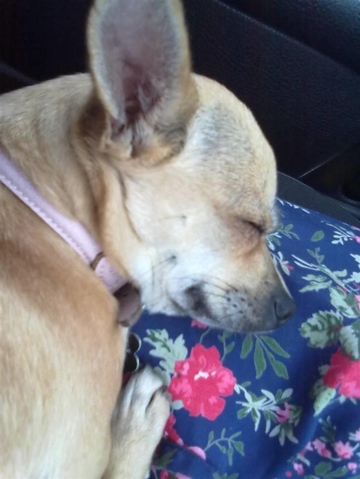 Chihuahua Kaya billede 8