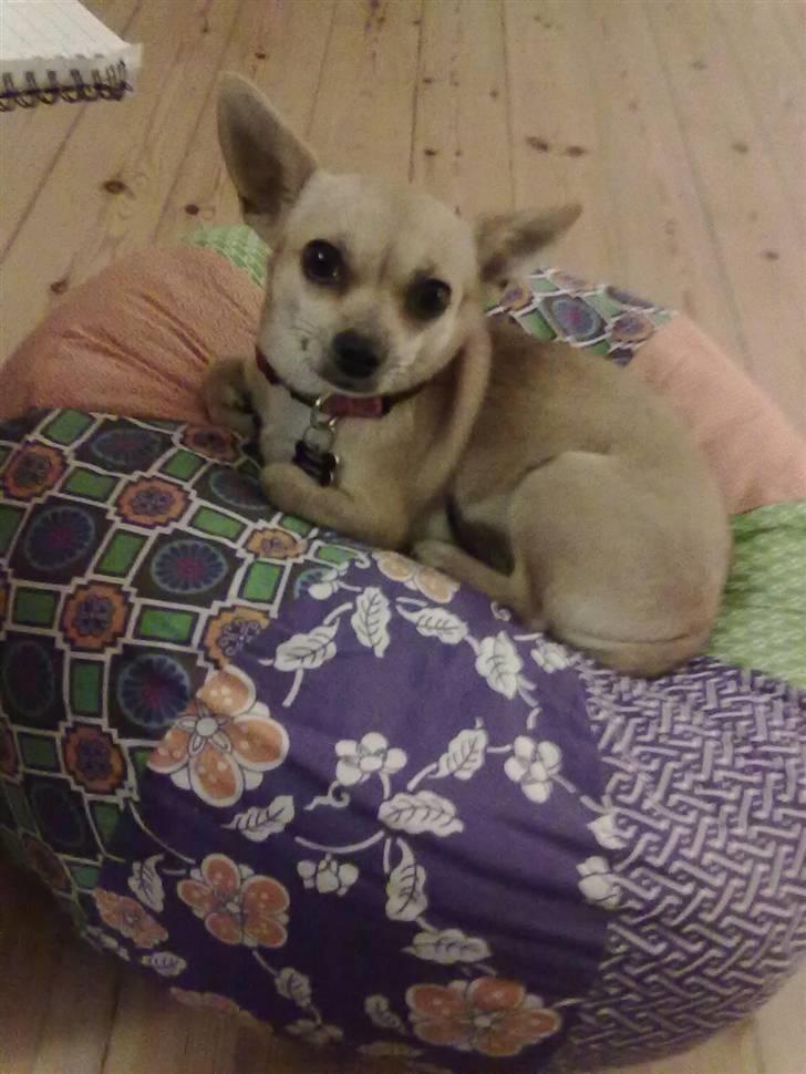 Chihuahua Kaya billede 10