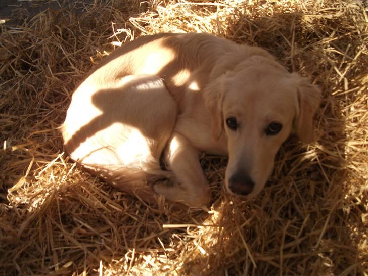 Golden retriever Molly billede 7