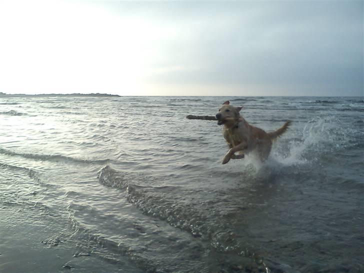 Golden retriever Molly billede 9