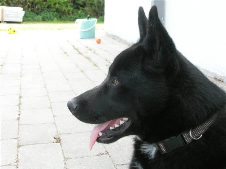 Blanding af racer Karni - Karni er så smuk i profil. billede 1