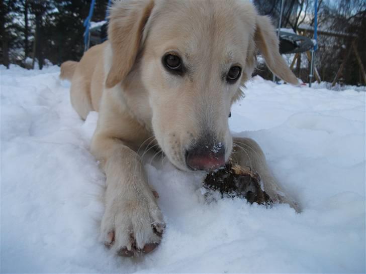 Golden retriever Molly billede 11