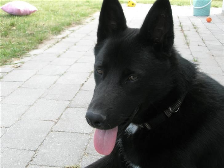 Blanding af racer Karni - Og kan smile til fotografen :-) billede 2