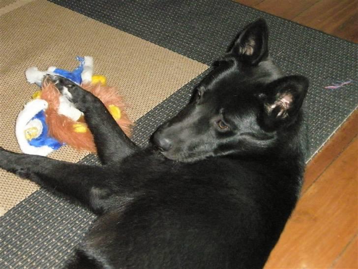 Blanding af racer Karni - Ynglingsbeskæftigelse er at splitte bamser af så hurtigt som muligt. billede 3