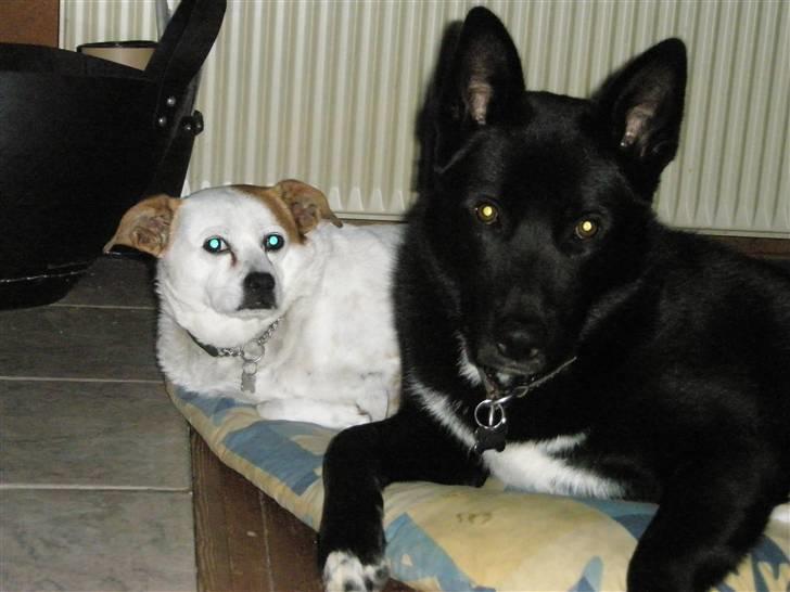 Blanding af racer Karni - Karni og hans bedste ven, vores terrierblanding daks på 9 år. billede 4