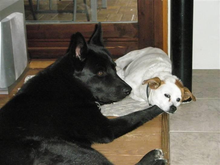 Blanding af racer Karni - Dejligt at have nogen at putte med. billede 5