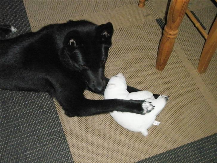 Blanding af racer Karni - Selv en isbjørn må lade livet.. billede 6