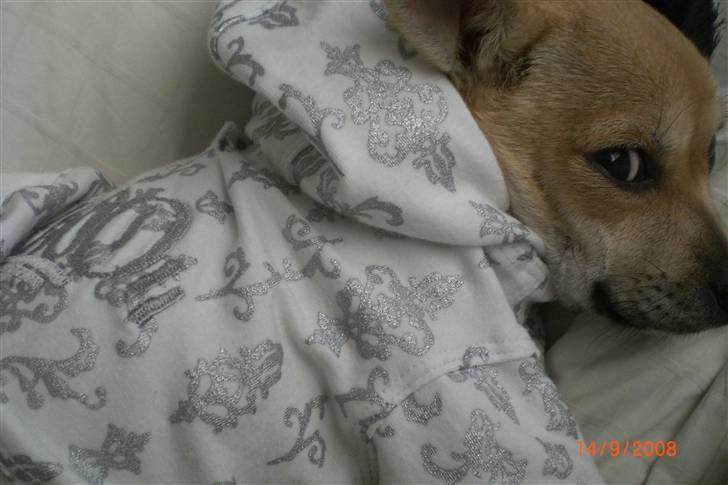 Chihuahua Kaya billede 12