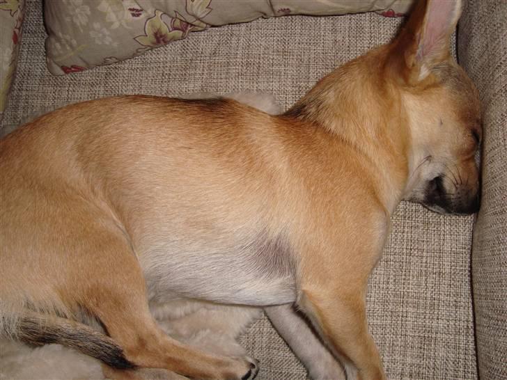 Chihuahua Kaya billede 13