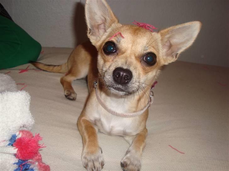 Chihuahua Kaya billede 14