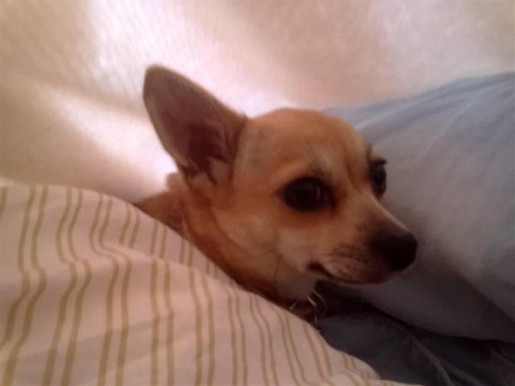 Chihuahua Kaya billede 15