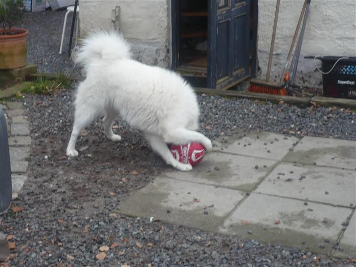 Samojedhund aviaya - Jeg vil gerne spille bold, er der nogen der vil være med? billede 8