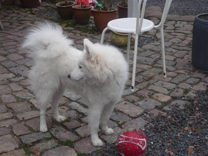 Samojedhund aviaya - Hvem kommer nu? billede 9