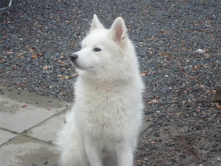 Samojedhund aviaya - jeg gider ikke mere!!! billede 10