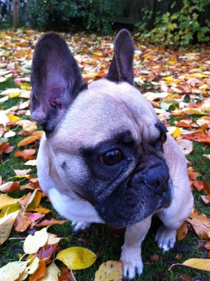 Fransk bulldog Pumba billede 20