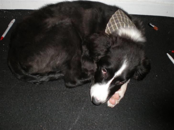 Blanding af racer rickie billede 9