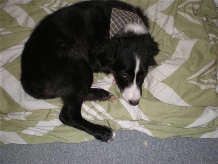 Blanding af racer rickie billede 10