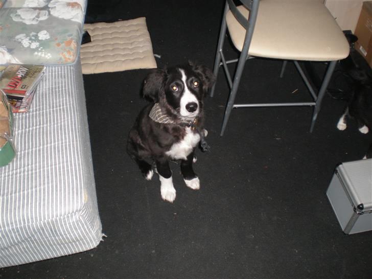 Blanding af racer rickie billede 11