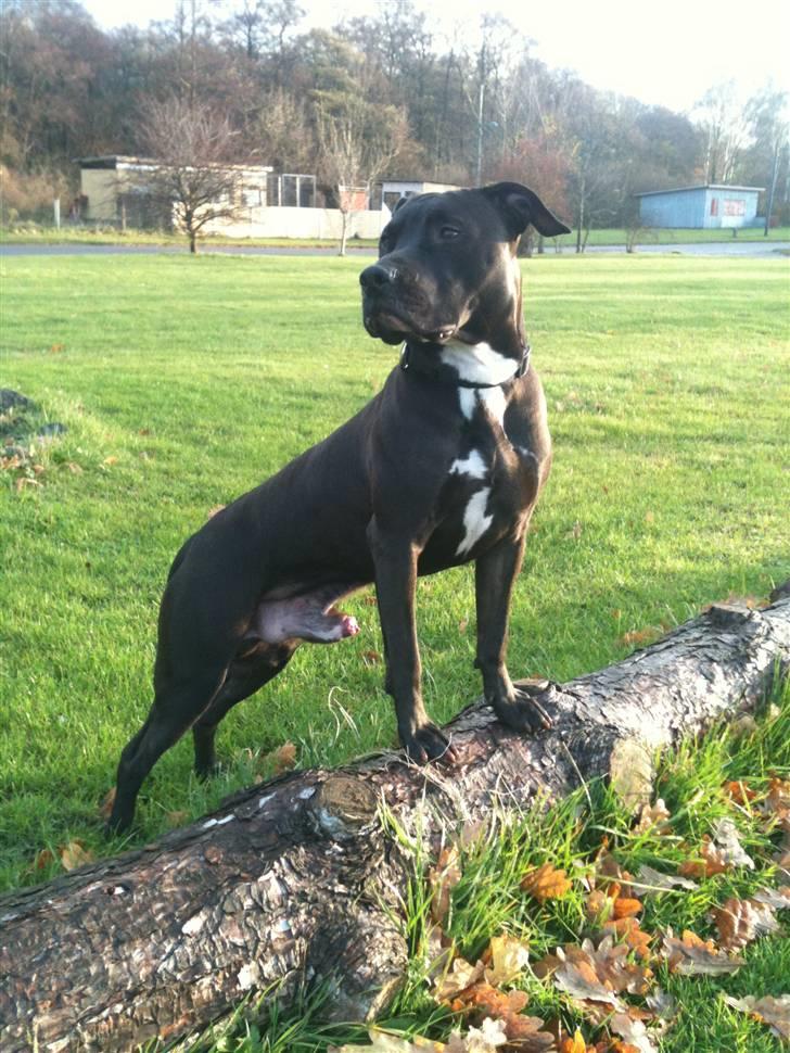 Amerikansk staffordshire terrier Nismo billede 12