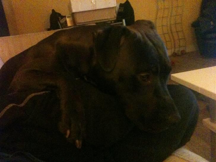 Amerikansk staffordshire terrier Nismo billede 13