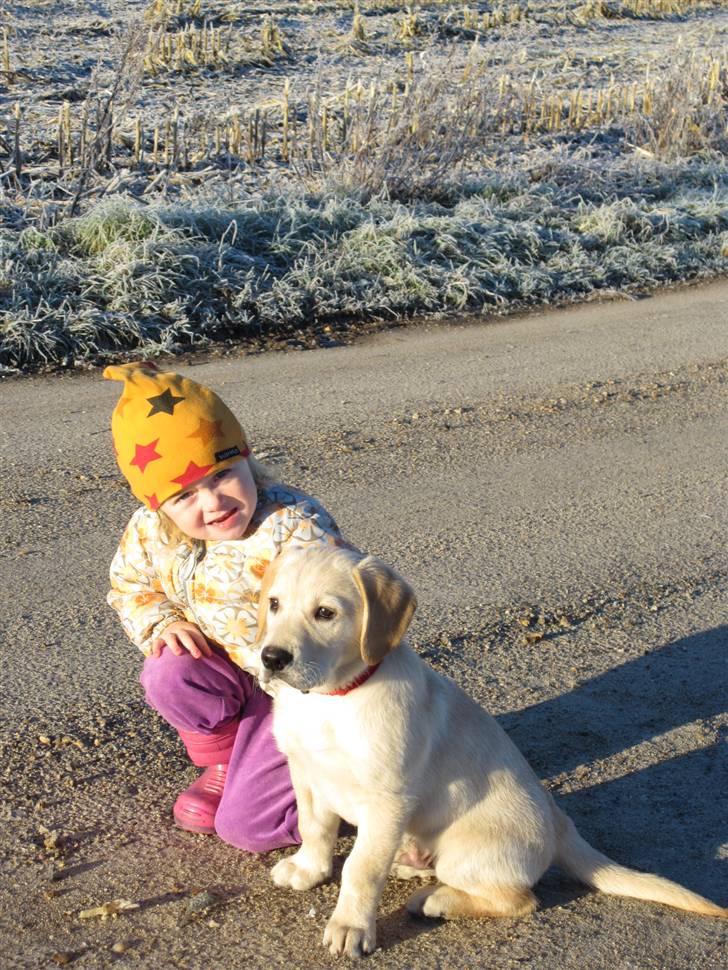 Golden retriever Buller billede 1