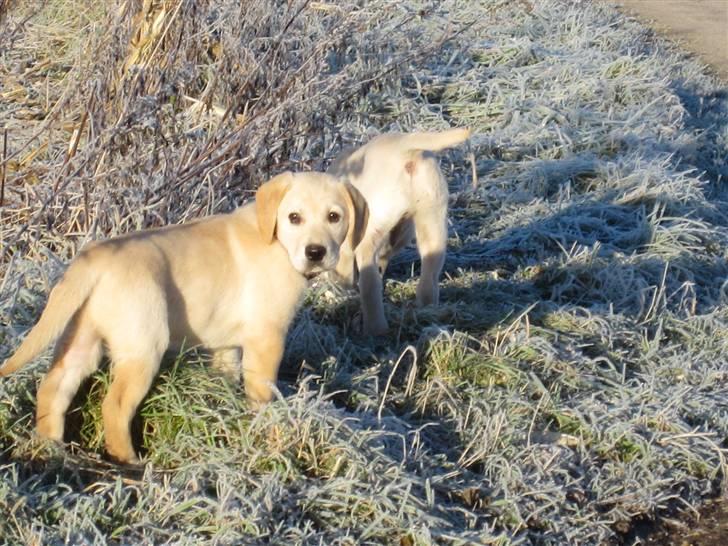 Golden retriever Buller billede 2