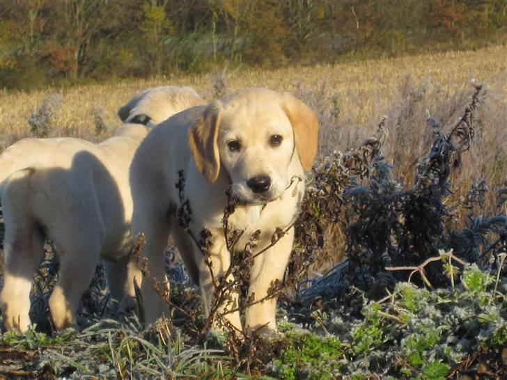 Golden retriever Buller billede 3