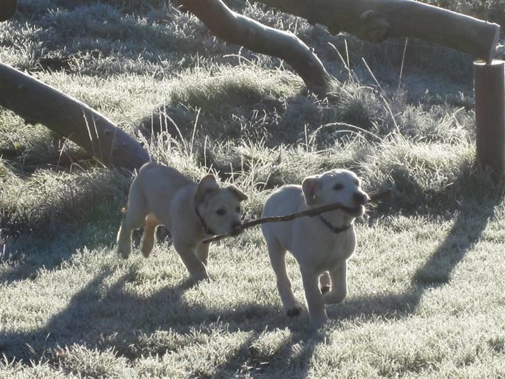 Golden retriever Buller billede 4