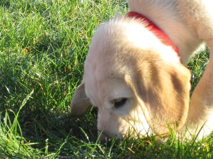 Golden retriever Buller billede 5