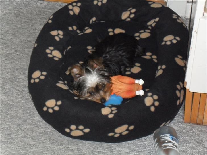 Yorkshire terrier Daisy Stick billede 7