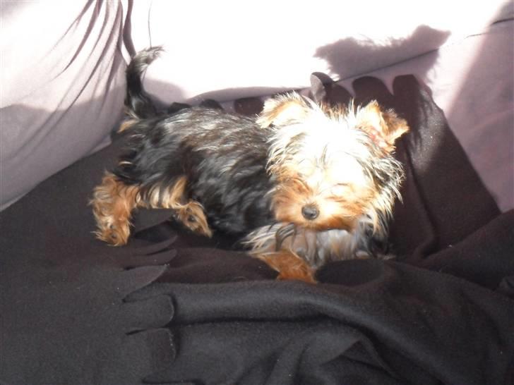 Yorkshire terrier Daisy Stick billede 10
