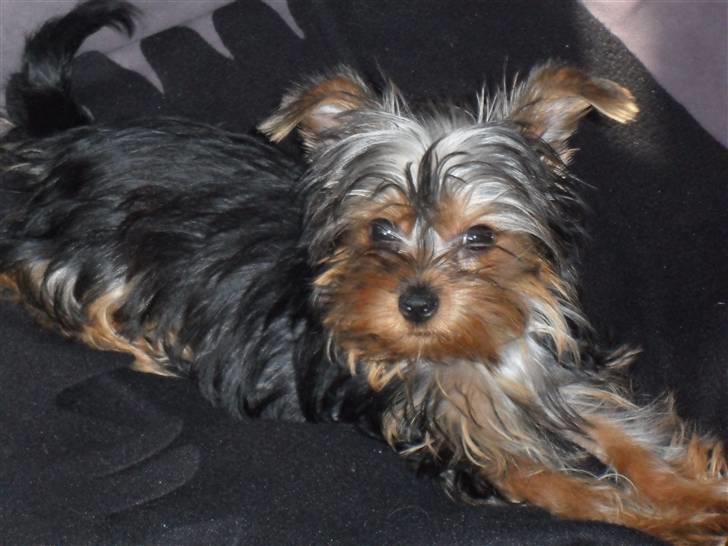 Yorkshire terrier Daisy Stick billede 11