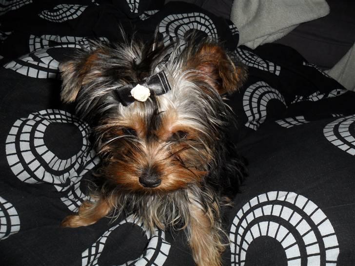 Yorkshire terrier Daisy Stick billede 12