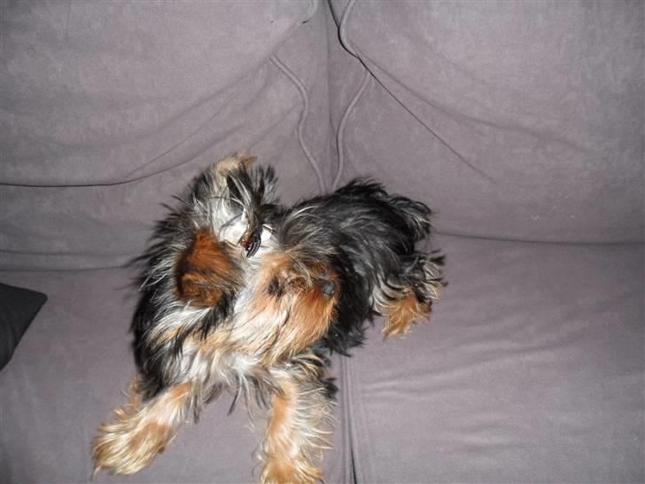 Yorkshire terrier Daisy Stick billede 13
