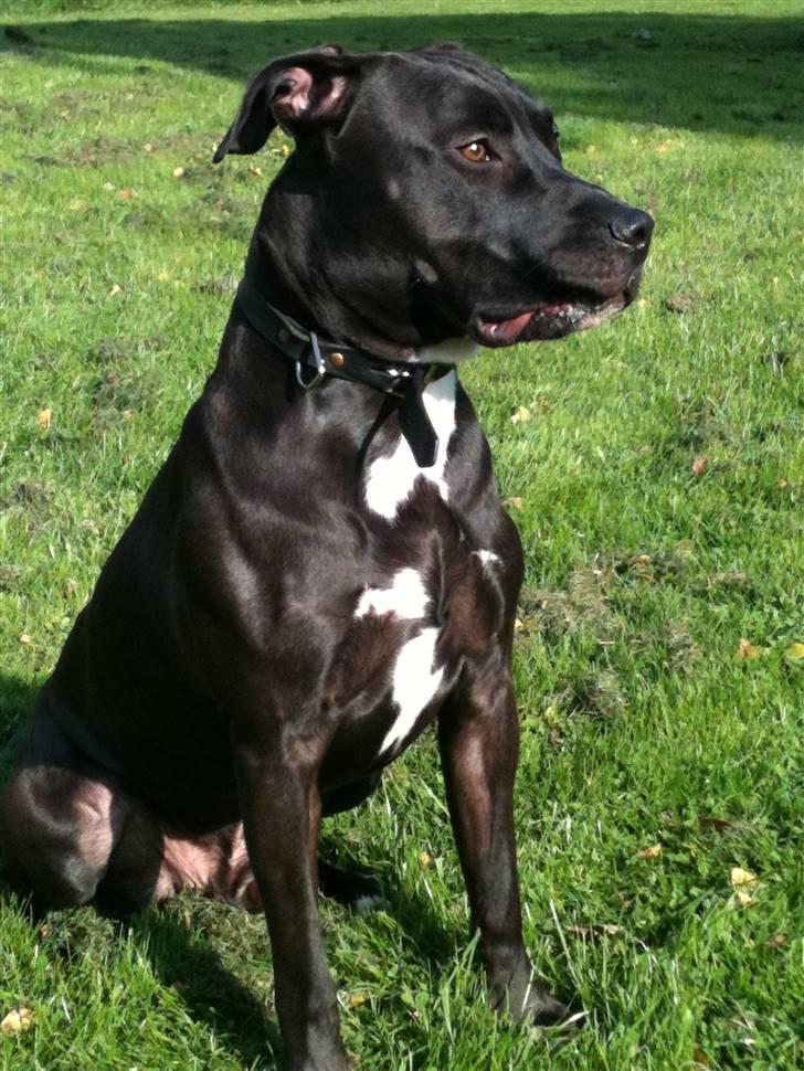 Amerikansk staffordshire terrier Nismo billede 14