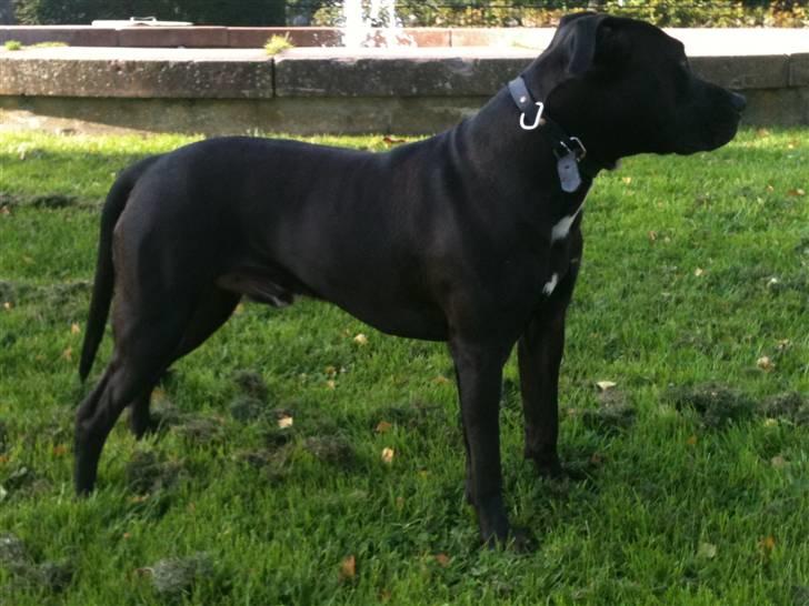 Amerikansk staffordshire terrier Nismo billede 15