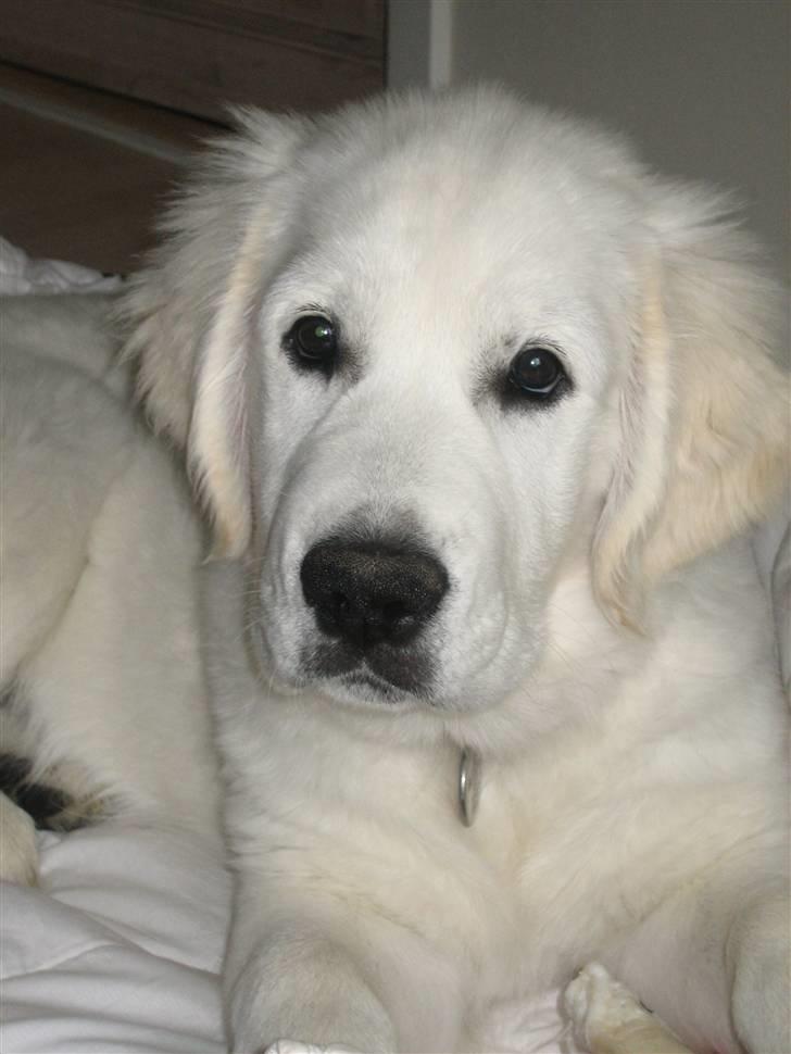 Golden retriever Zoey billede 1