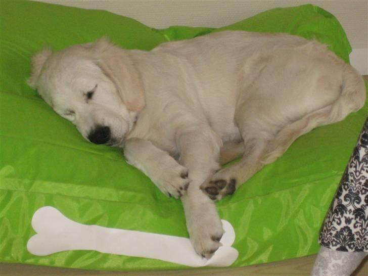 Golden retriever Zoey billede 2