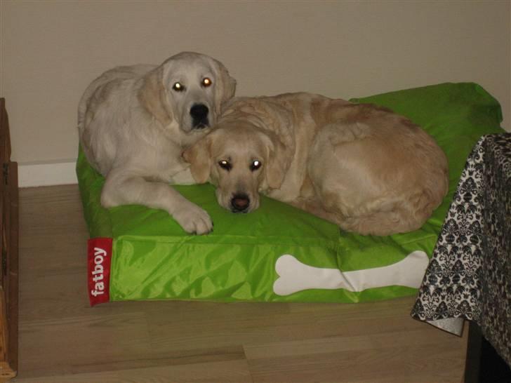 Golden retriever Zoey billede 3