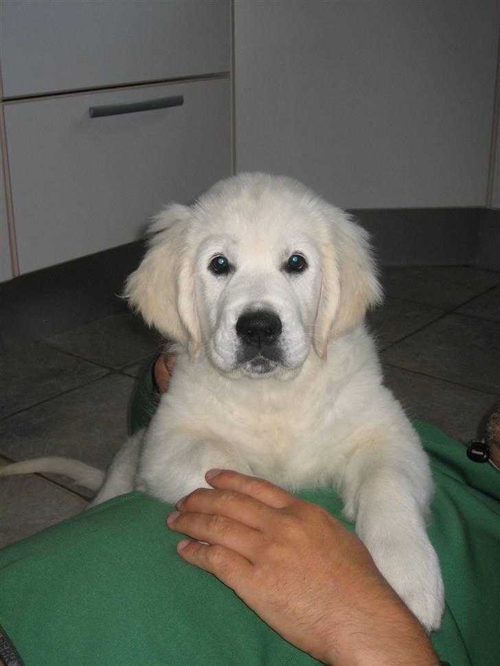 Golden retriever Zoey billede 4